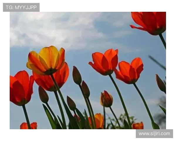 开运网站在生活中的应用：从购物到求职，你的每一步都能迎来好运